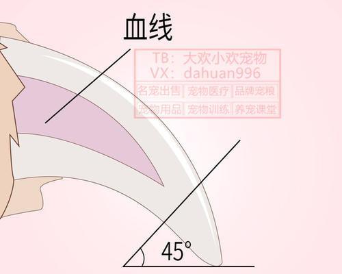 轻松快速给狗狗剪指甲的4步教程（无痛剪指甲，宠物和主人都放心）