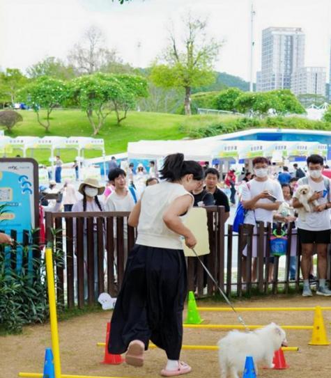 深圳公园中可以带狗狗的理想去处（探索深圳公园，畅享与狗狗的亲密时光）