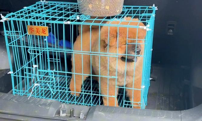 如何正确照顾刚到家的松狮幼犬（养松狮犬必读的6大注意事项）