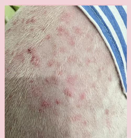 狗狗皮肤病洗澡频率的探讨（科学护理，呵护狗狗健康）