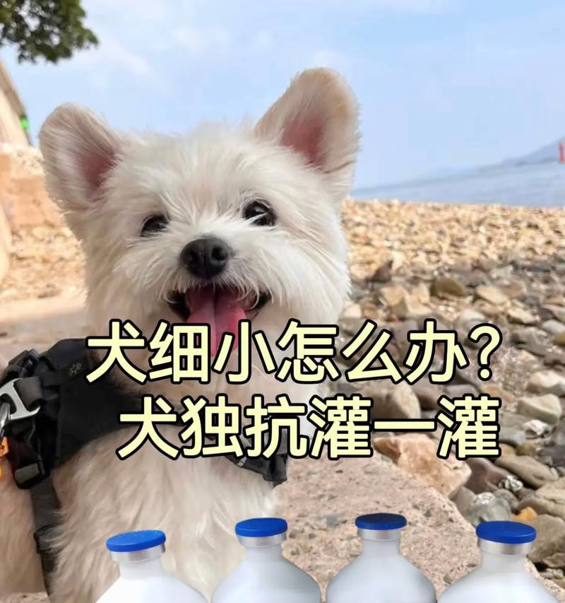 狗狗喝水的频率（掌握适当饮水间隔，关心宠物健康）