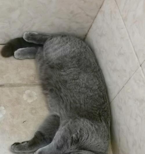 蓝猫怀孕初期症状详解（初识蓝猫怀孕期间的变化与需要注意的事项）