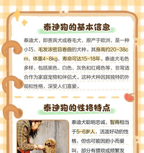 主人的这些做法会让泰迪短命！（探索泰迪短命背后的主人行为和注意事项）