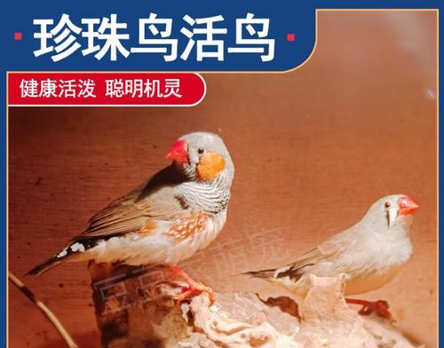探索繁殖鸟的奥秘（生命的传承与生态平衡）