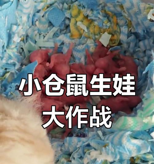 仓鼠繁殖能力之惊人产仔数量（一年能生几大窝！）