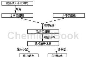 荷兰猪分娩的时间需求及相关注意事项（荷兰猪分娩所需时间与关键因素分析）