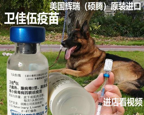 了解犬五联疫苗的注射频率（掌握犬五联疫苗的合理接种时间和频率）