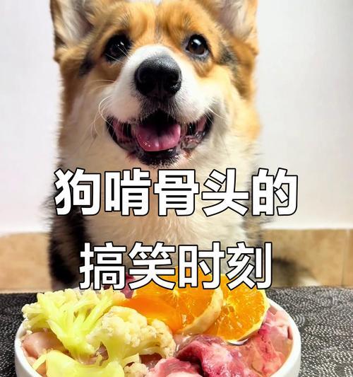 狗狗换牙期间的骨头选择（了解如何为你的狗狗提供适合换牙期的骨头）