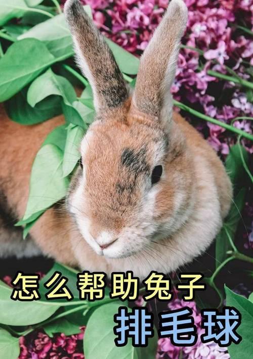 了解兔子毛球及防治方法（兔子毛球形成原因、兔子毛球的危害及预防兔子毛球的措施）