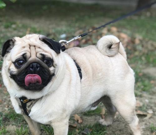 巴哥犬（巴哥犬超级攻略）