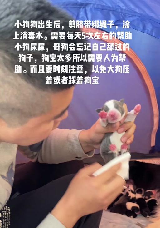 母狗产后多久有奶？（探讨母狗分娩后产奶时间及因素）