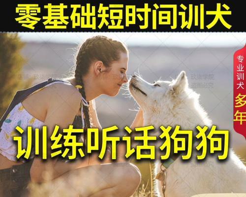 养宠物狗的必备技巧（让你的金毛泰迪宠物狗保持干净整洁的秘诀）