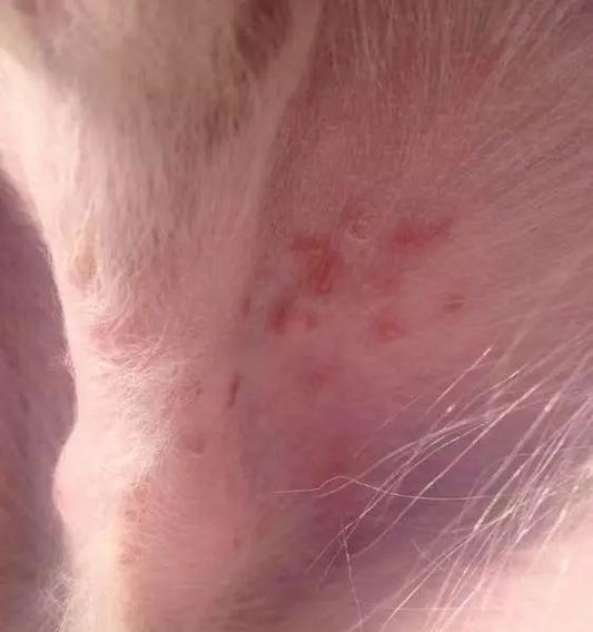 狗狗头部皮肤病（了解常见的狗狗头部皮肤病及其应对方法）