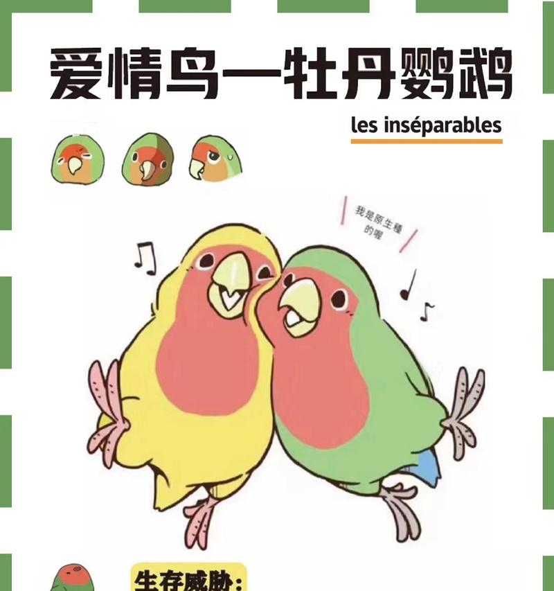 如何以家养牡丹鹦鹉不繁殖？（保持牡丹鹦鹉单身生活的关键点）