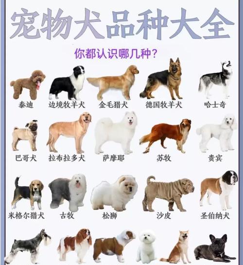比较边牧和金毛，你会选择谁作为宠物？（探讨边牧和金毛的特点，帮助你做出明智的选择）