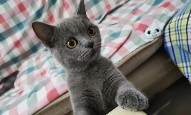 打造猫猫毛色好看的秘方（三个关键点助你养出漂亮猫咪）