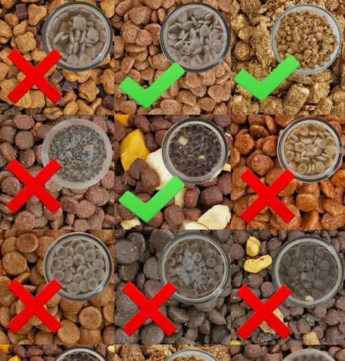 狗粮泡水的最佳时间是多久？（探讨狗粮泡水的时间对狗狗健康的影响）