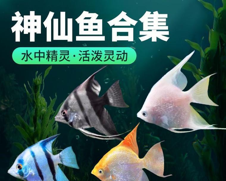 选择适合养的热带鱼（探索好养的热带鱼品种）
