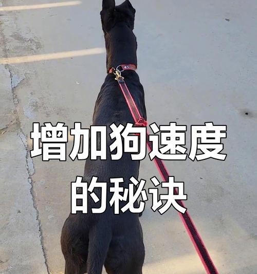 五招轻松训狗，打造快乐狗子（用这五个方法，让你的狗子成为乖巧听话的宠物）