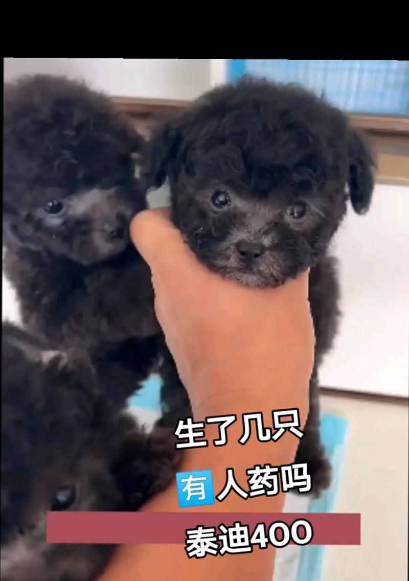 泰迪幼崽养育指南（如何照顾泰迪幼崽的健康成长）