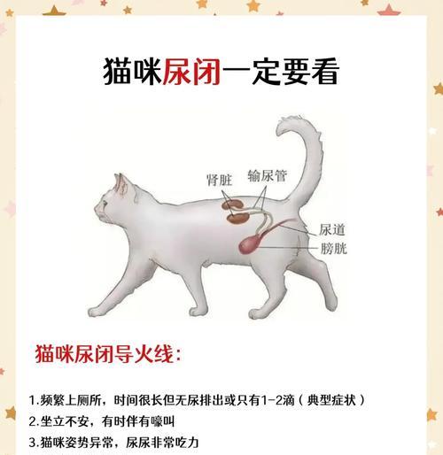 猫咪导尿后乱尿现象解析（探讨猫咪导尿后乱尿多久及解决方法）