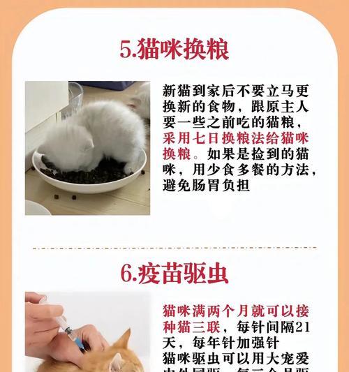 如何最有效地治疗猫的健康问题（探索治疗猫病的优秀方法与技巧）