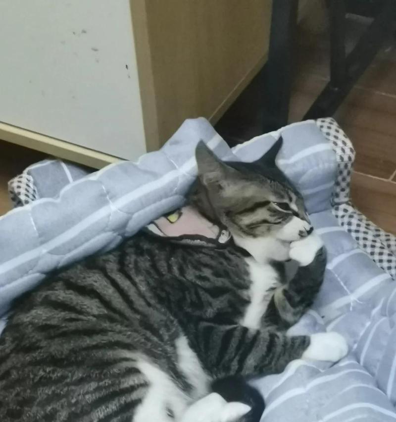 猫吃了巧克力后的生命威胁（巧克力中的成分对猫的致命影响）