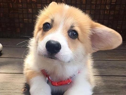 小巧可爱的宠物狗（萌萌哒的迷你犬种，适合家庭陪伴）