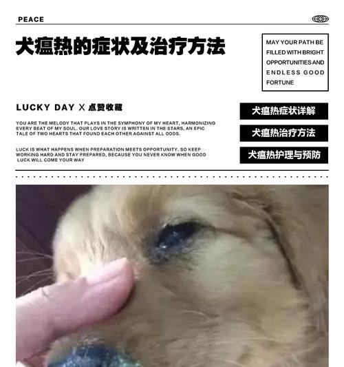 犬瘟的治愈时间对传染性的影响（犬瘟的治愈时间与传染性程度的关系）