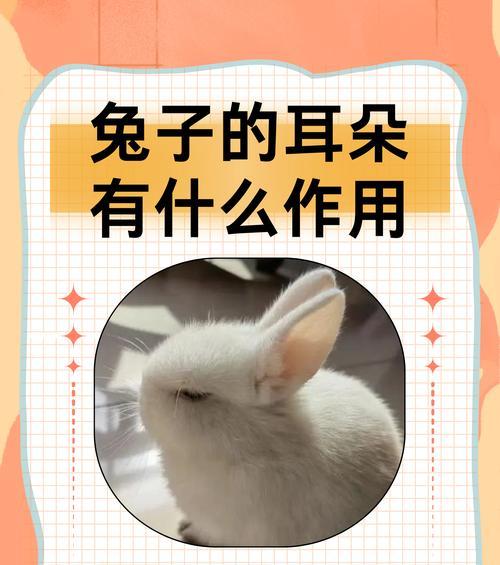 兔子的声音（探索兔子的声音意义，了解它们的交流方式）
