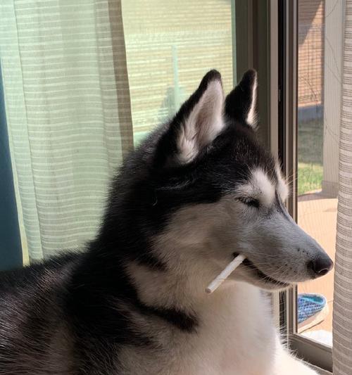 哈士奇磨牙多久？（了解哈士奇磨牙的时长及原因。）