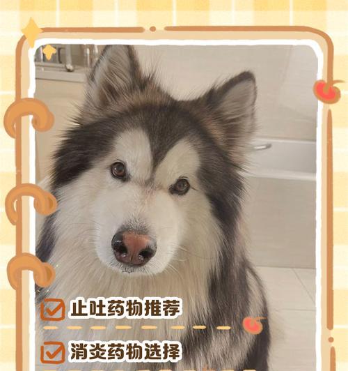 狗狗药物使用频率的科学指南（每天一次，保持健康）