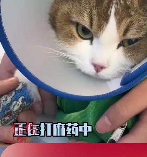 猫后多久可以进食？（了解猫儿后的恢复期和饮食安排）