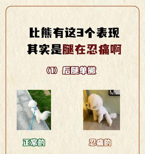狗狗为何喜欢抱大腿？（揭开狗狗抱大腿的五个原因）