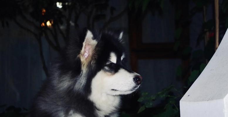 颜值担当的阿拉斯加犬（探索颜值与个性并存的阿拉斯加犬，冷艳外表下隐藏的优缺点）