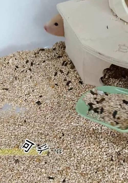 如何给仓鼠自制健康饮食？（为您的小宠物提供均衡的营养）