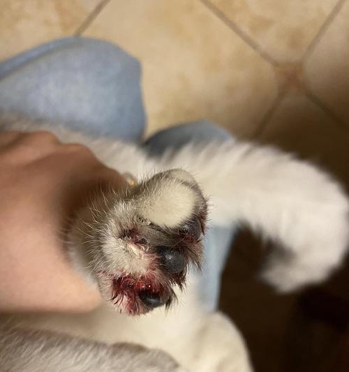 猫指甲出血了多久能好？（了解猫指甲出血的治愈时间及方法）