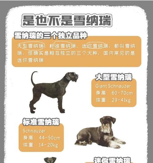 探索雪纳瑞的7种性格（雪纳瑞独特个性的调教方法与经验分享）