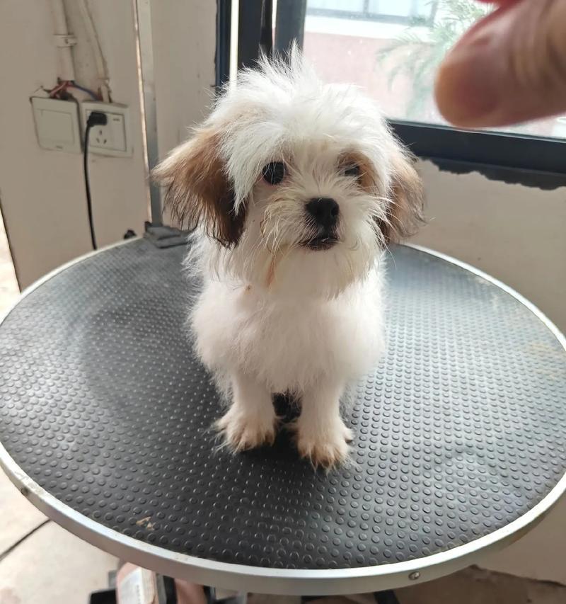 泰迪犬的洗澡频率与饭后时间的关系（了解泰迪犬的饭后洗澡最佳时机，宠物健康由我把握）