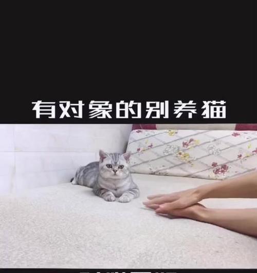 送猫给朋友需注意的忌讳（分享养猫经验，避免犯忌讳）