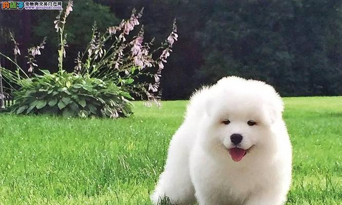 萨摩幼犬换毛周期及注意事项（了解萨摩幼犬换毛周期，科学照料毛发健康）
