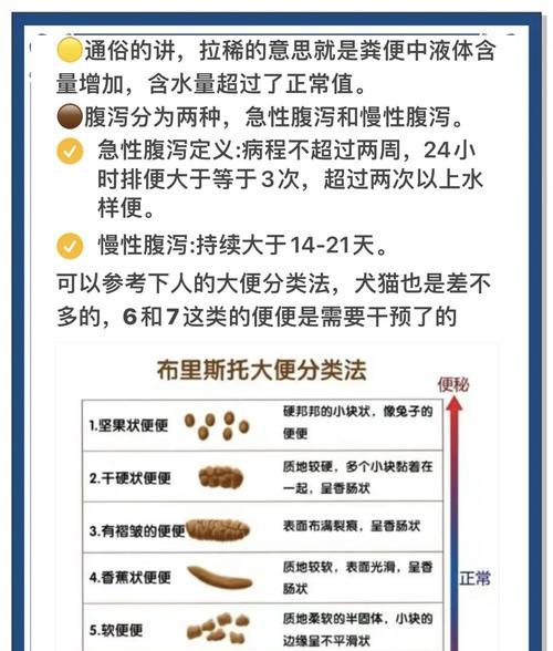 常见疾病（识别和处理宠物常见消化问题的关键知识）