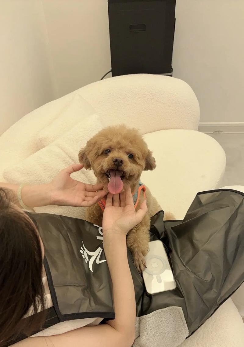 泰迪怀孕多久可以洗澡？（准妈妈泰迪的洗澡时间安排和注意事项）