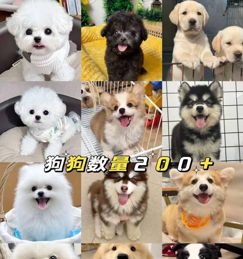 金毛幼犬打疫苗的重要性（保护幼犬免受疾病侵害，为健康成长奠定基础）