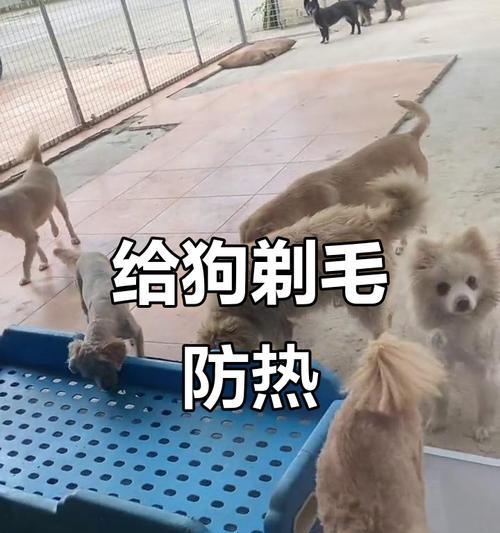 狗剃毛后多久可以洗澡？（洗澡对剃毛狗的注意事项及适当时间间隔）