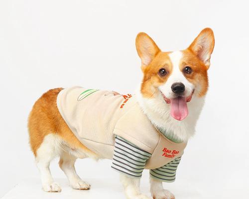 2022年柯基犬市场价格分析（柯基犬价格波动及购买建议）