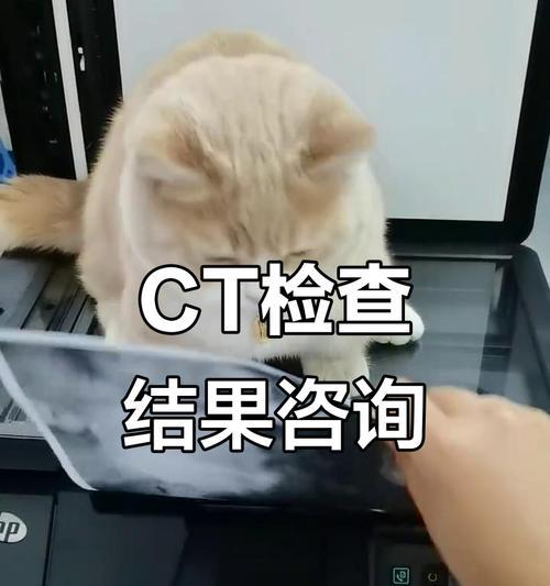 猫咪检测的应用及意义（从疾病预防到环境保护，猫咪检测无处不在）