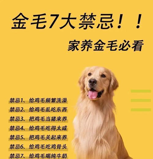 公金毛配种的最佳时间（了解公金毛配种的最佳时机和相关注意事项）