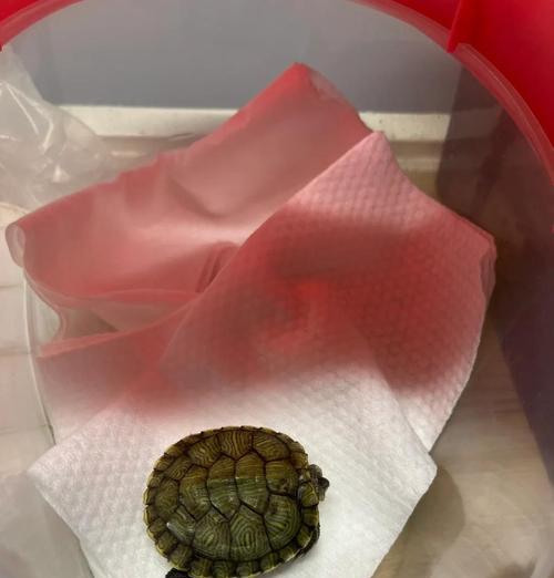草龟干养的最佳时间（探讨草龟干养的养殖周期及关键因素）
