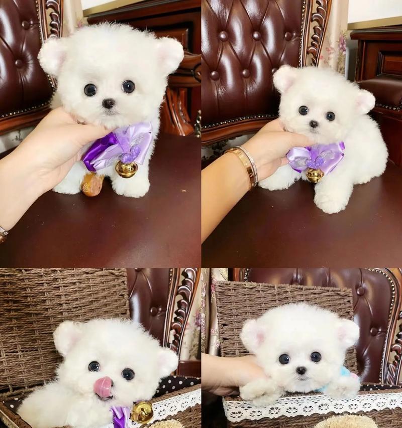 比熊犬驱虫周期及注意事项（如何科学合理地驱虫保护比熊犬的健康）